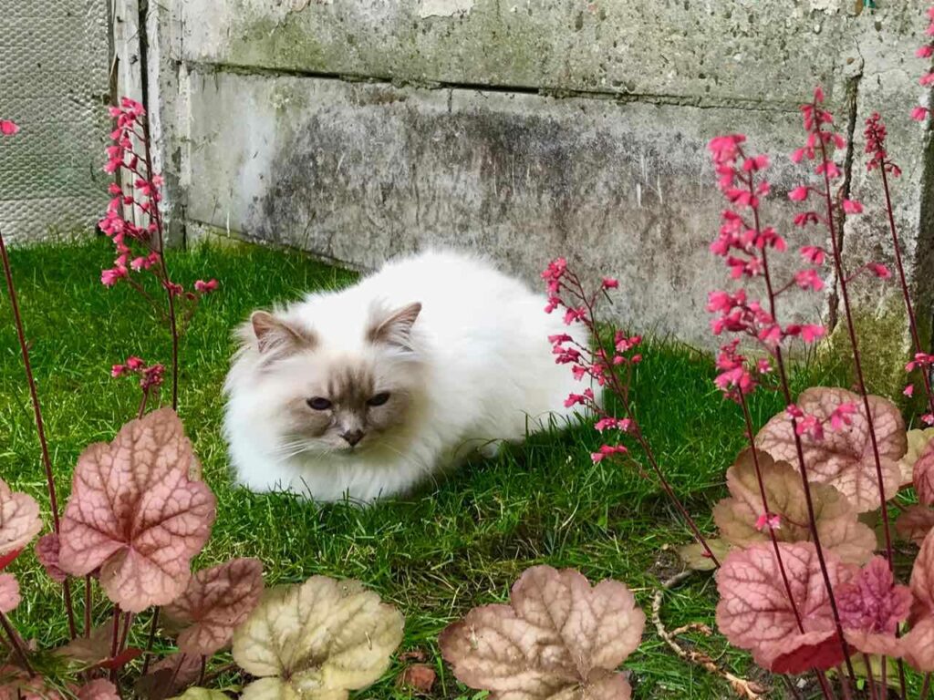 Kat in tuin houden? Wij hebben vijf handige tips voor in jouw tuin!