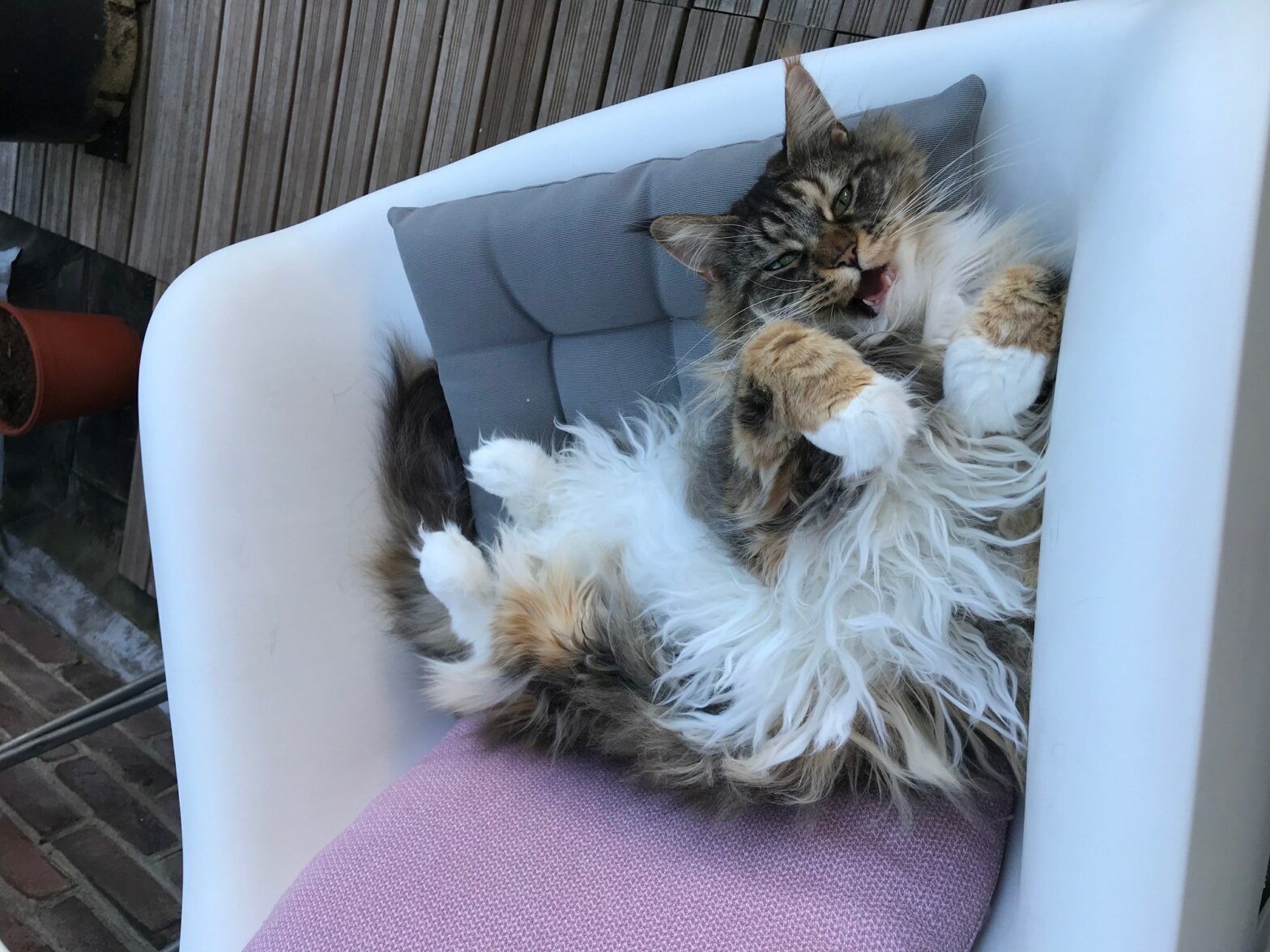 maine coon cattery